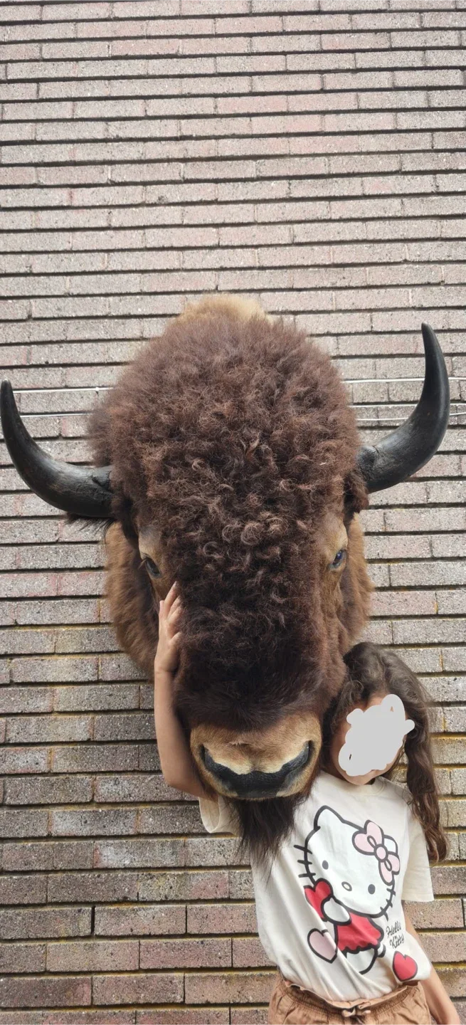 Mounted buffalo head! Taxidermy. Great shape image indicator(4)