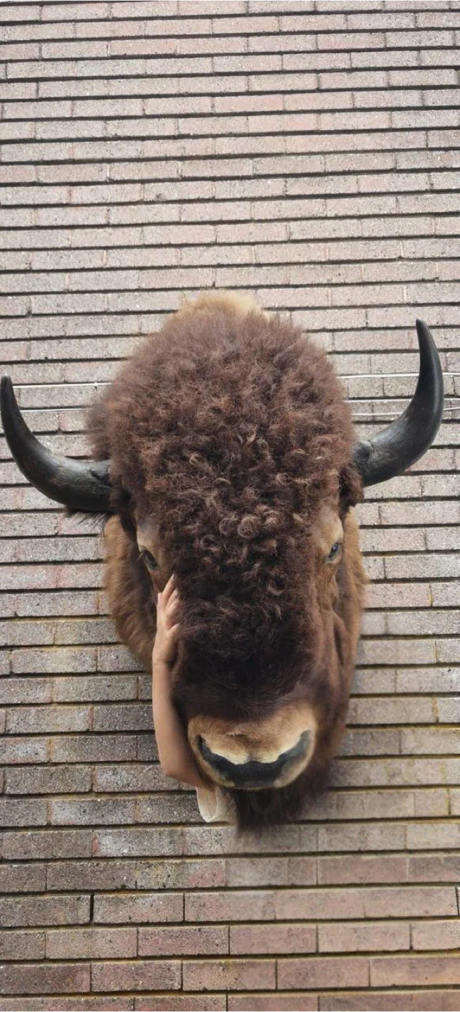 Mounted buffalo head! Taxidermy. Great shape image indicator(2)