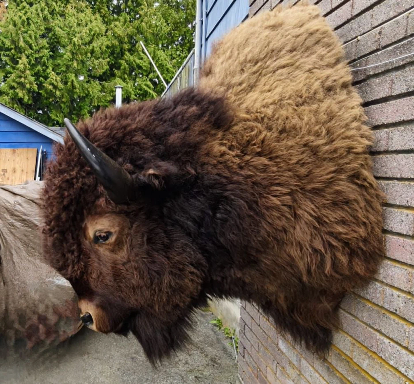 Mounted buffalo head! Taxidermy. Great shape