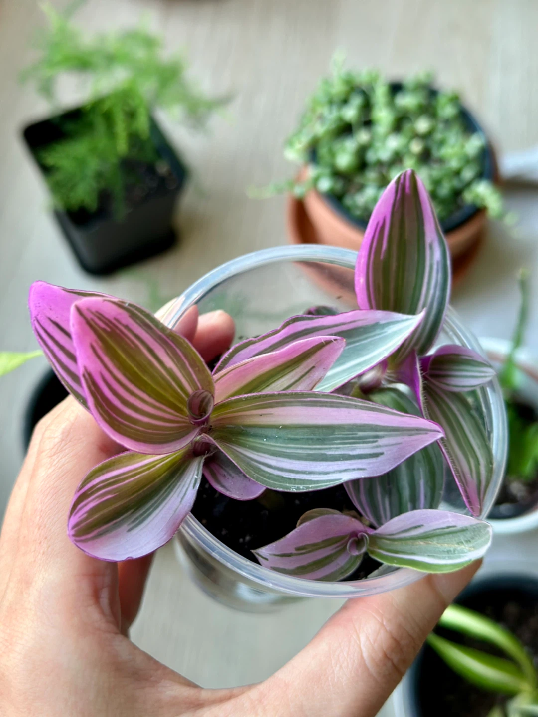 Tradescantia Nanouk Plant - photo 3