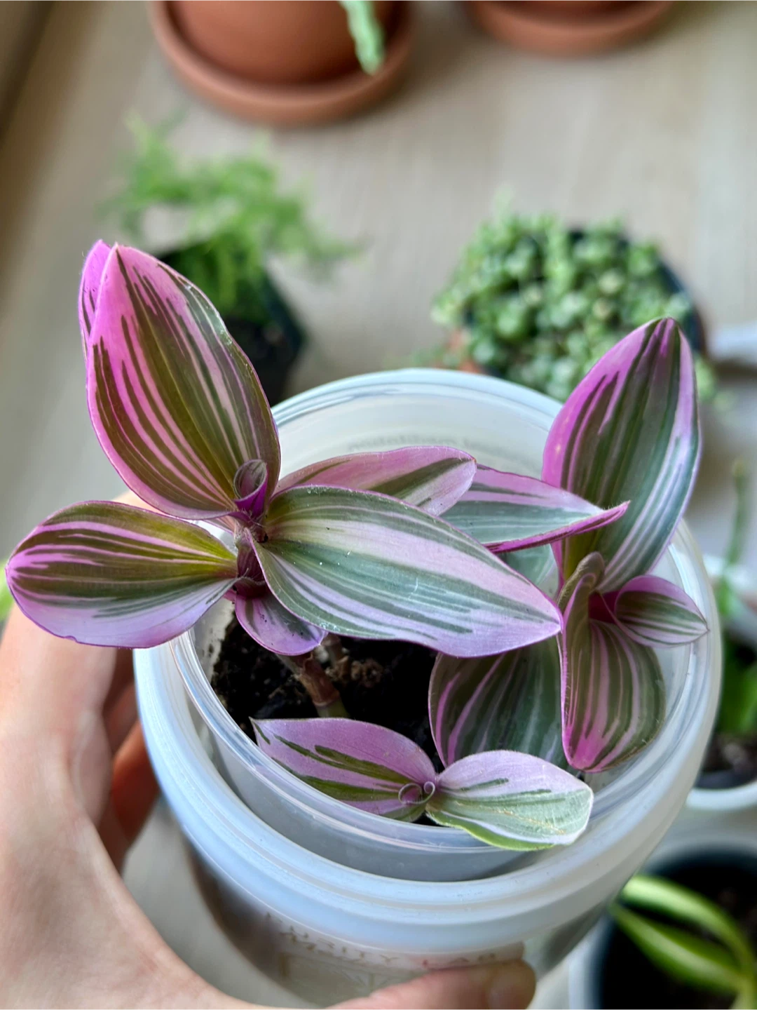 Tradescantia Nanouk Plant