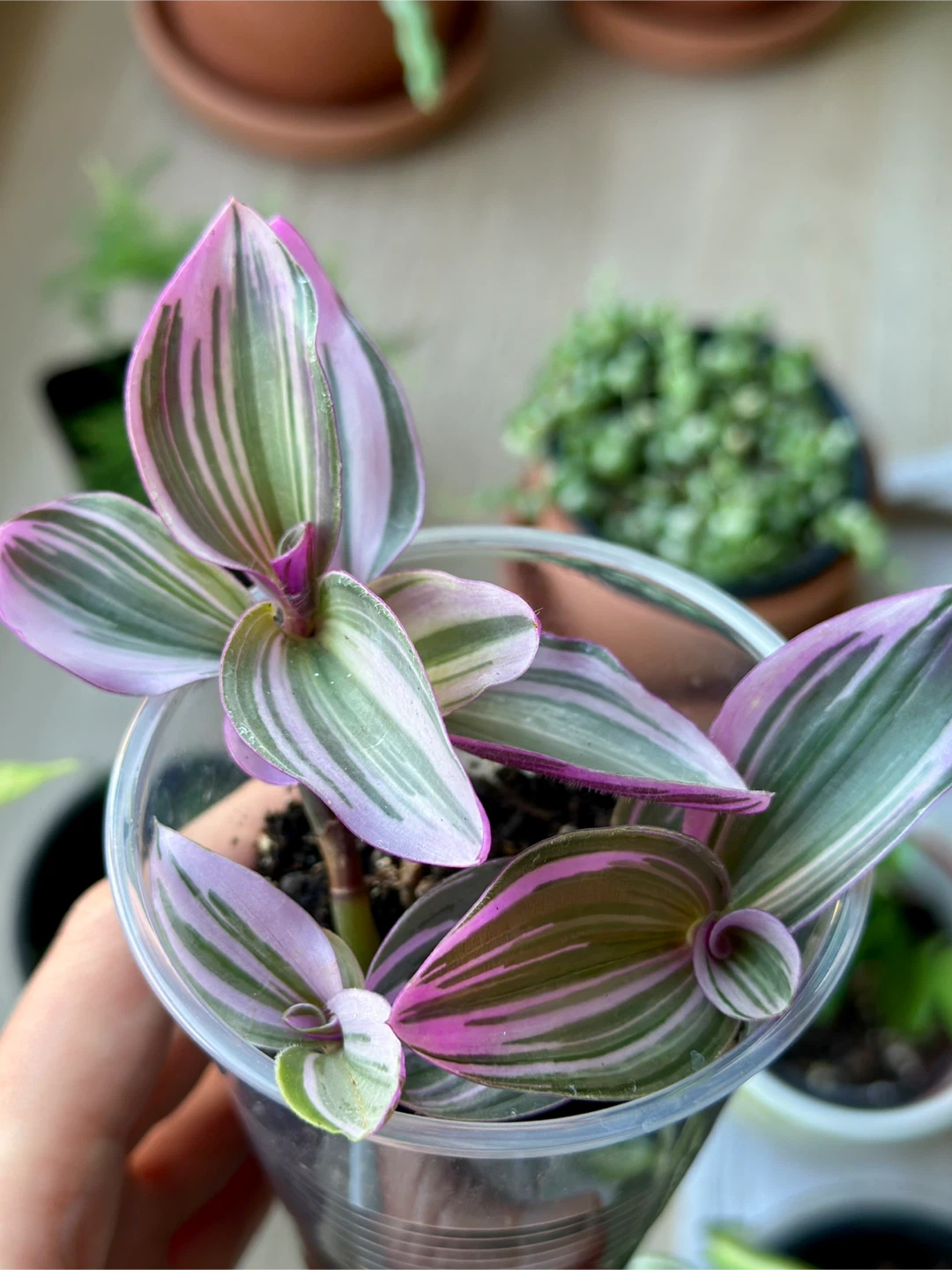 Tradescantia Nanouk Plant - photo 2
