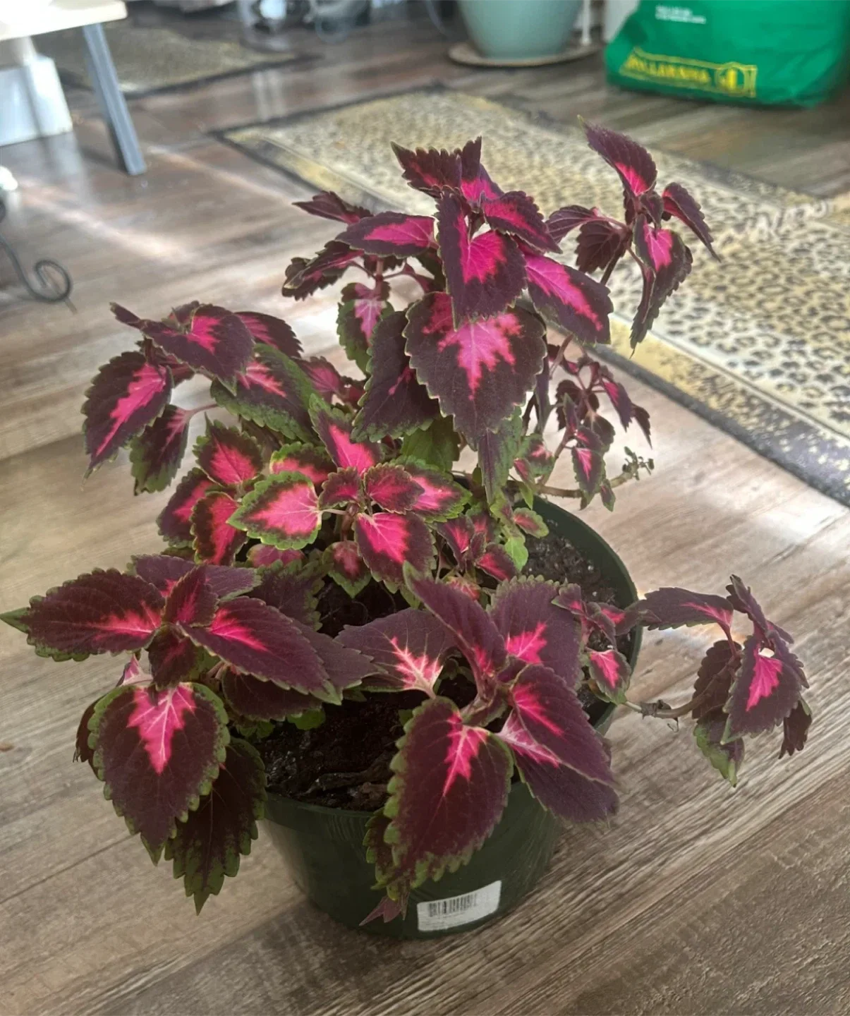 Coleus Plant