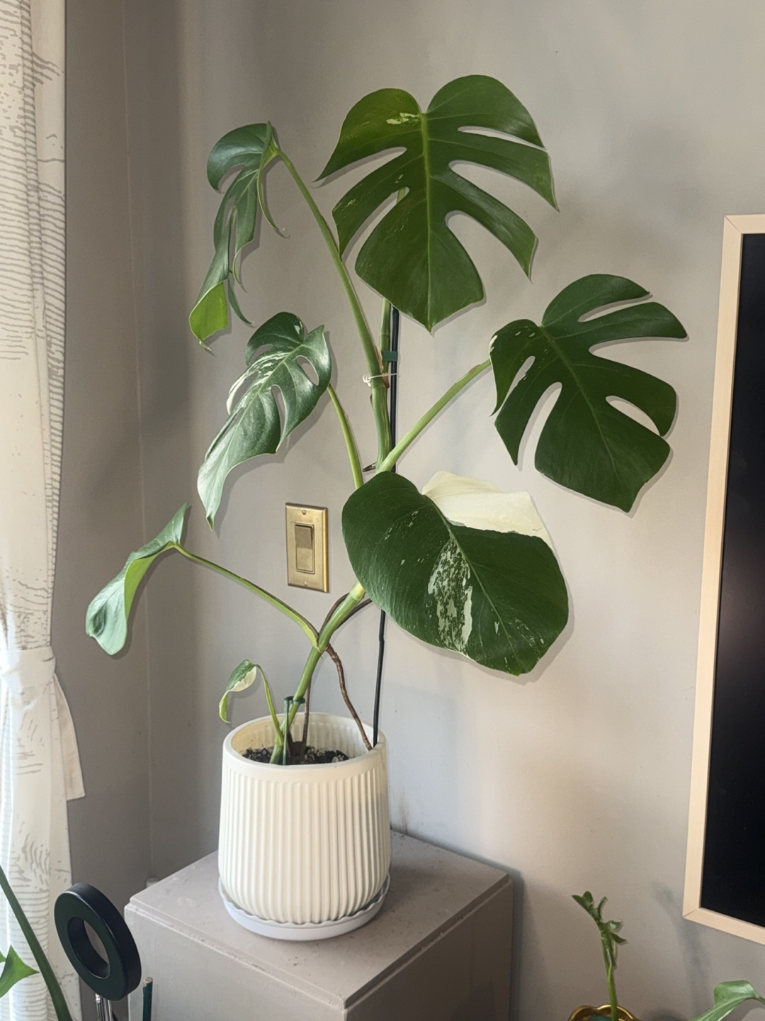 Monstera Albo whole Plant - photo 3