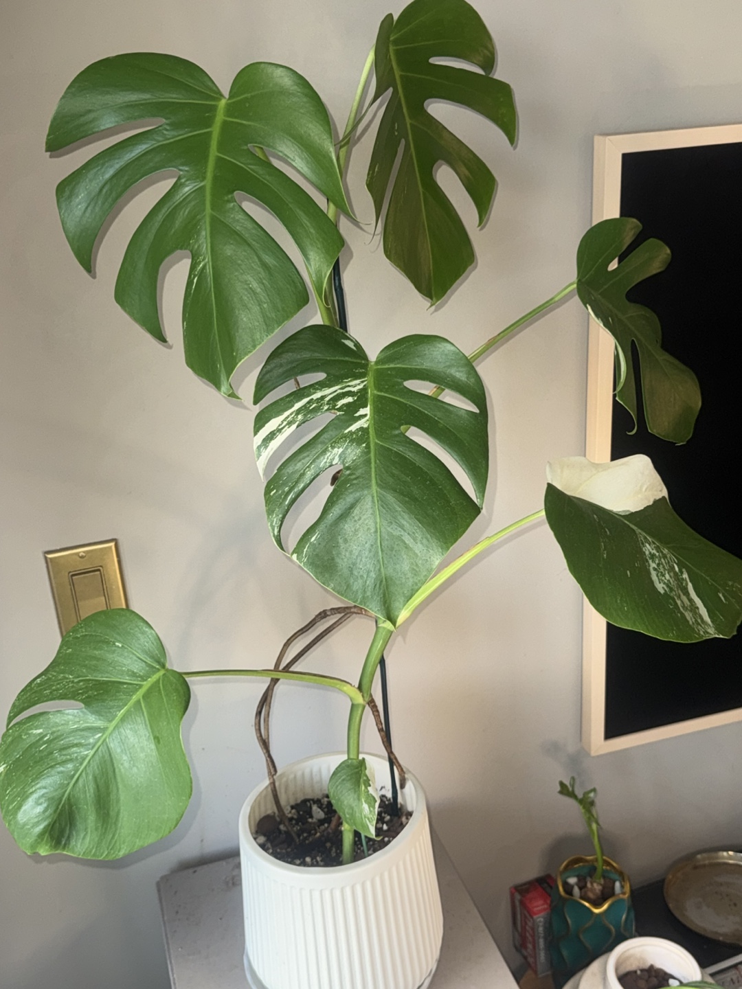 Monstera Albo whole Plant - photo 2