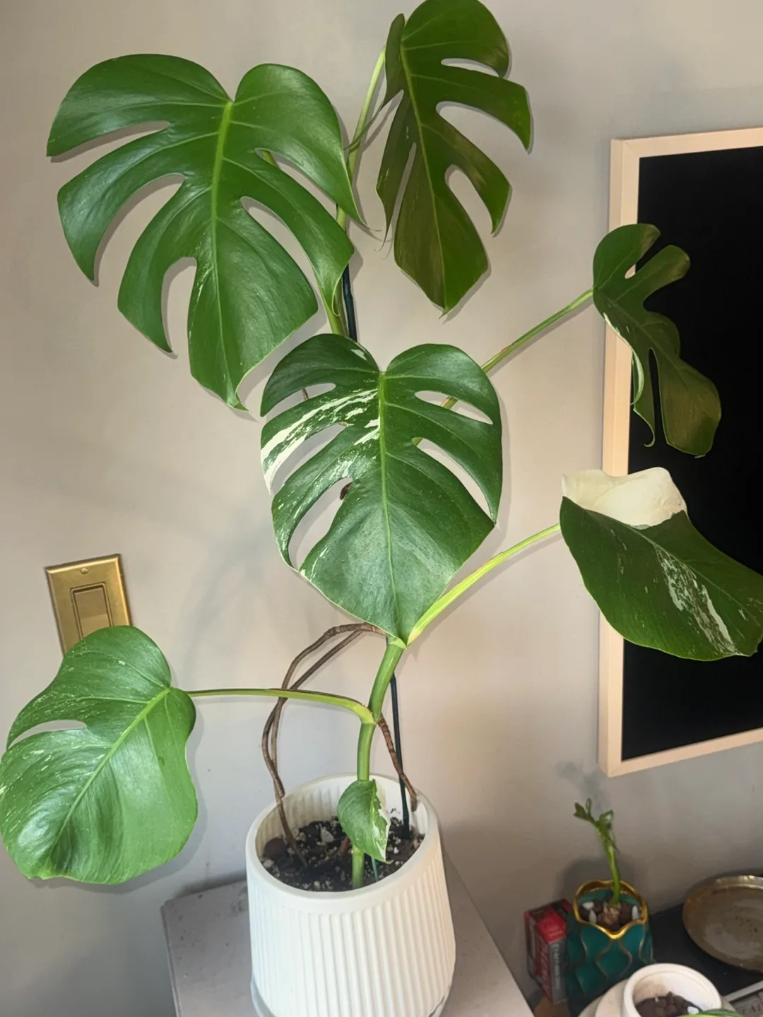 Monstera Albo whole Plant image indicator(2)