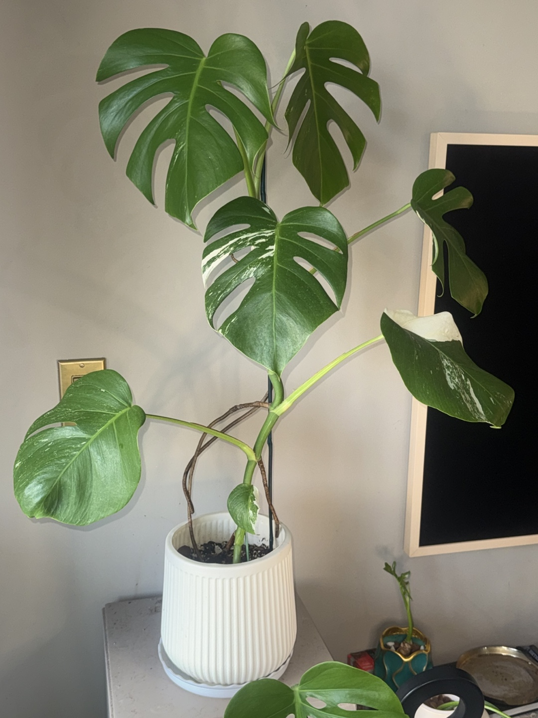 Monstera Albo whole Plant