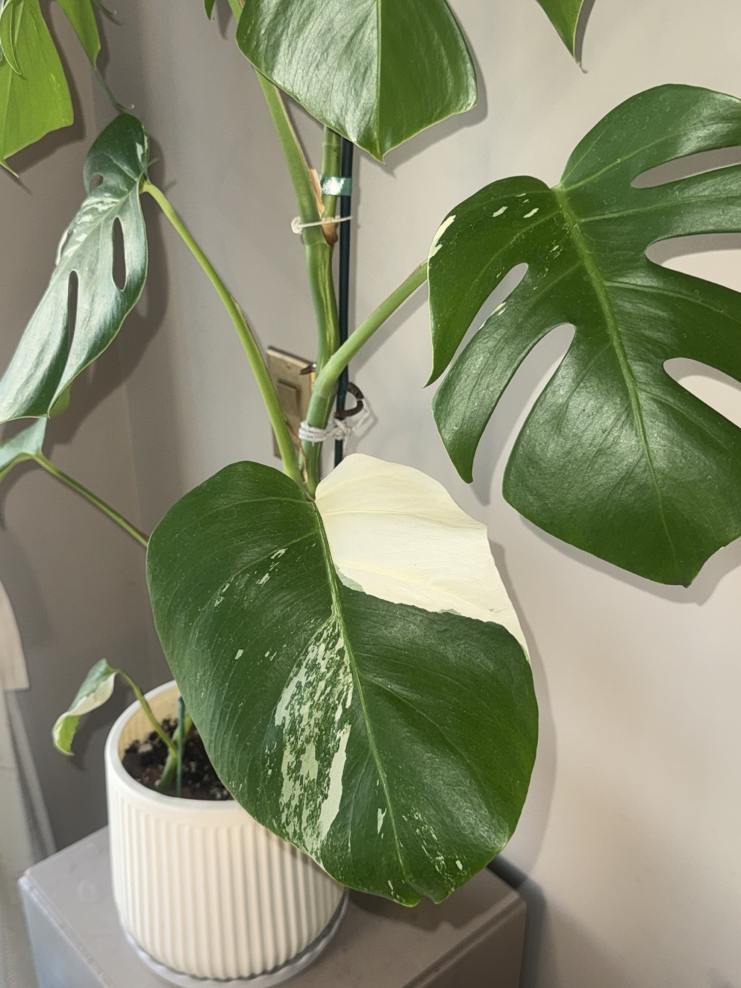 Monstera Albo whole Plant - photo 4