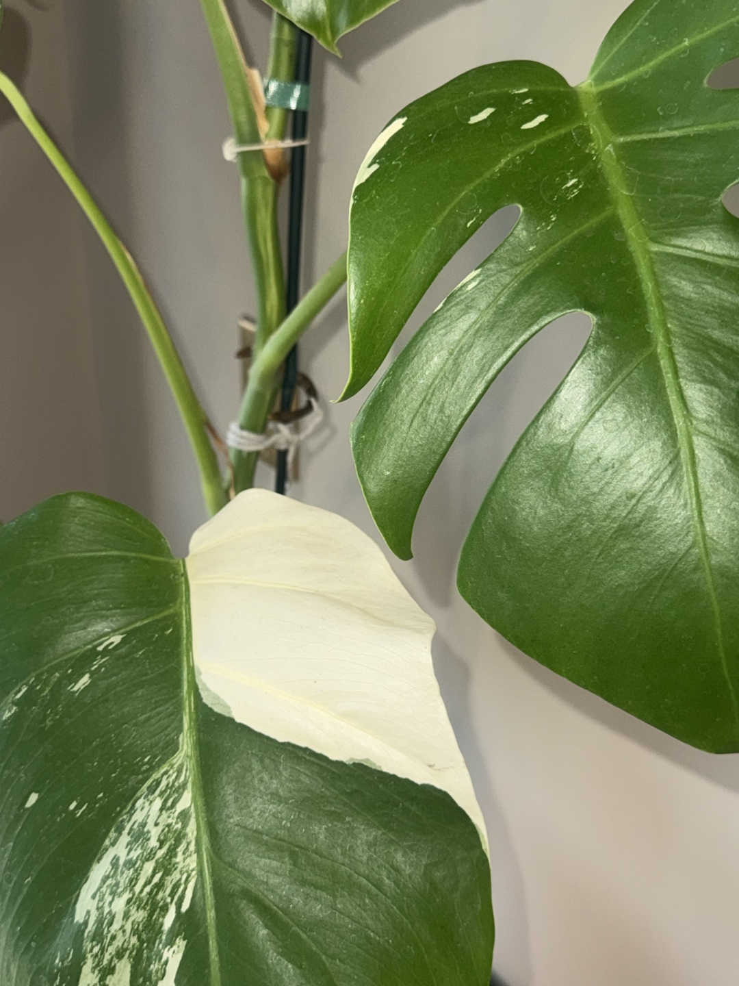 Monstera Albo whole Plant - photo 5