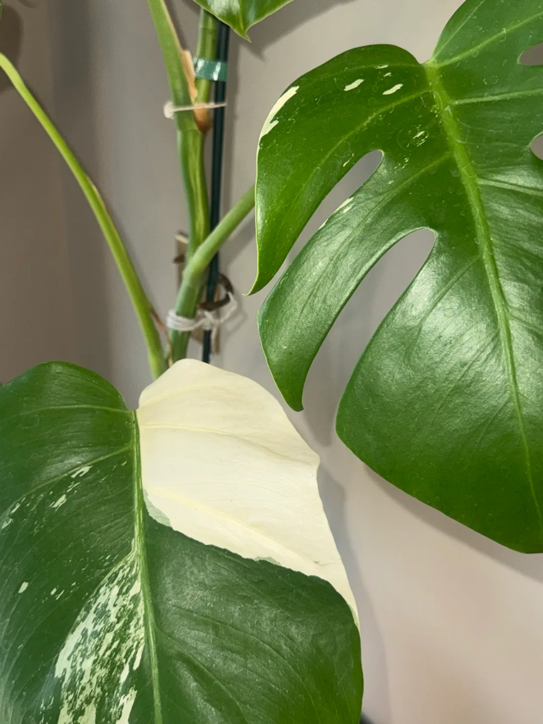 Monstera Albo whole Plant image indicator(5)