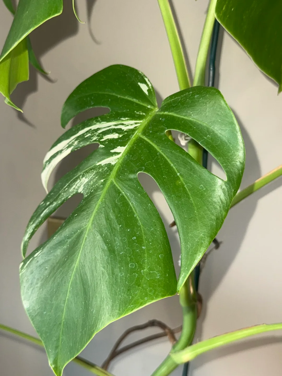 Monstera Albo whole Plant image indicator(6)