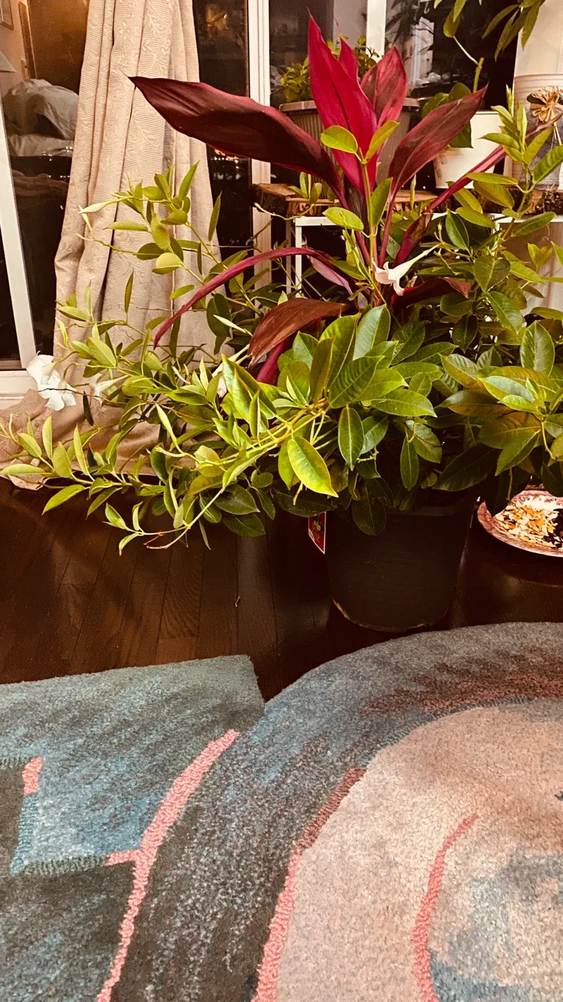 Rio Dipladenia Plant