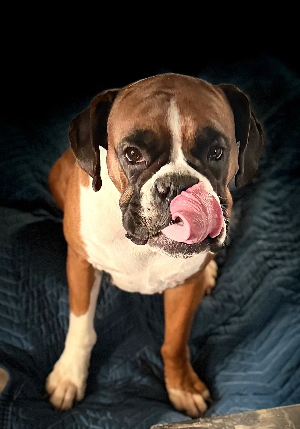 🐾 Homemade Pet Treats – Maggie’s Munchiez 🐾 image indicator(10)