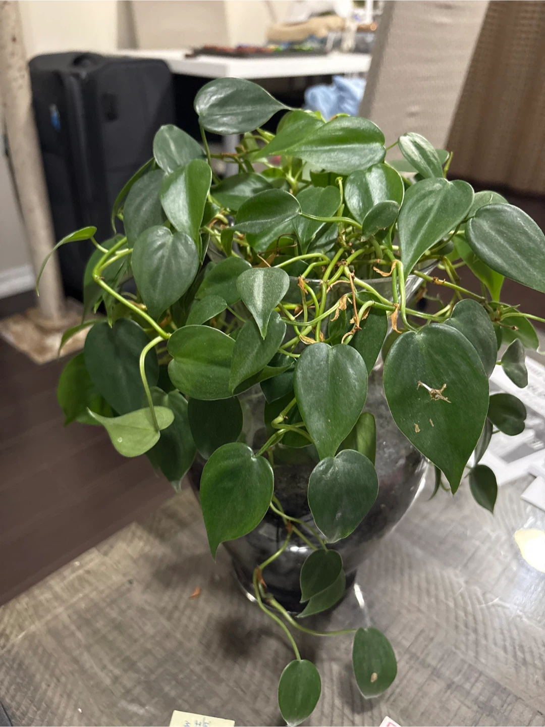 Potted Heartleaf Philodendron Plant