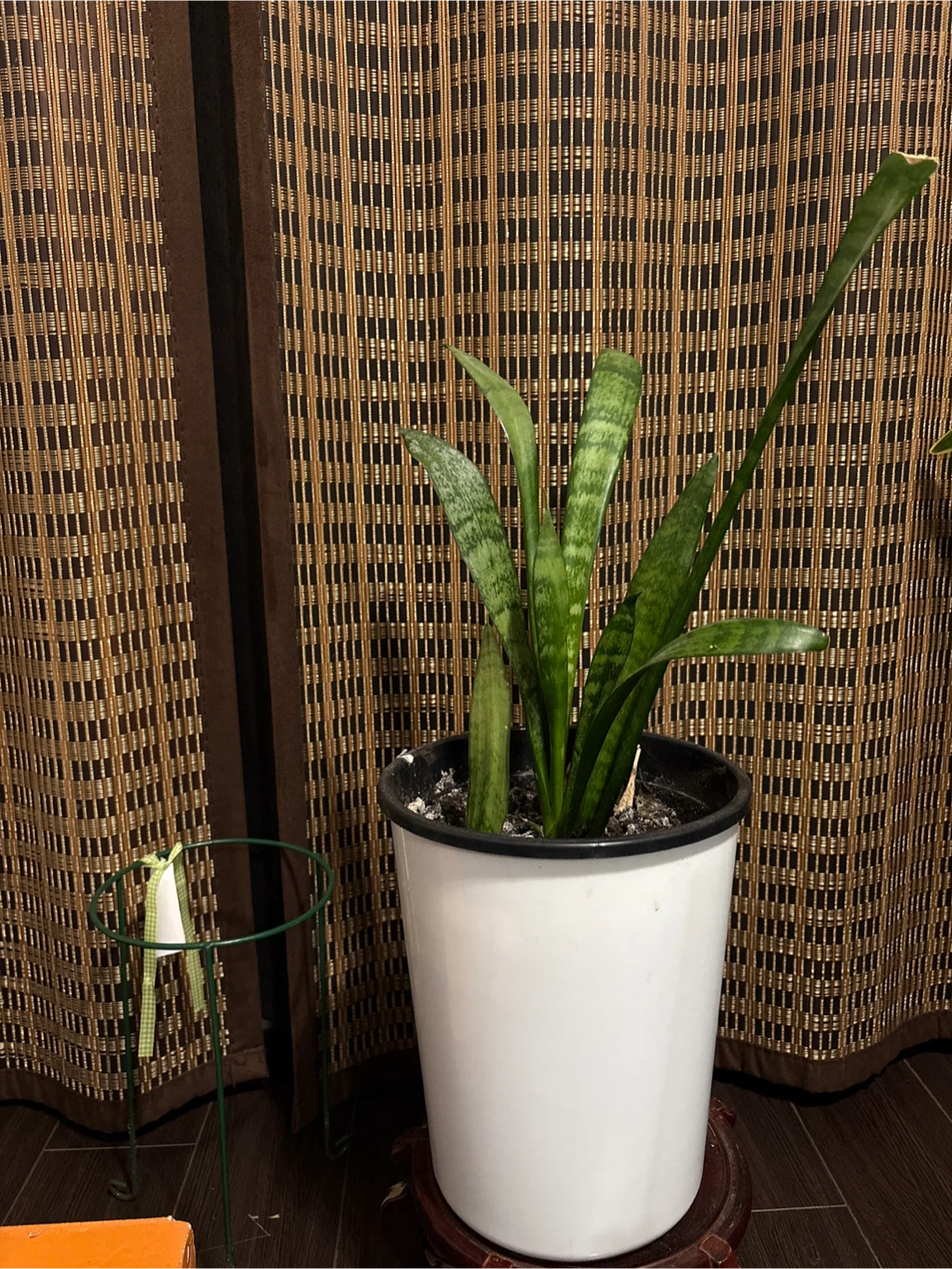 Snake Plant in White Pot