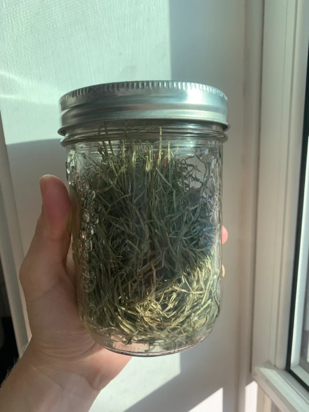 Jar of dried wild-harvested horsetail plant thumbnail
