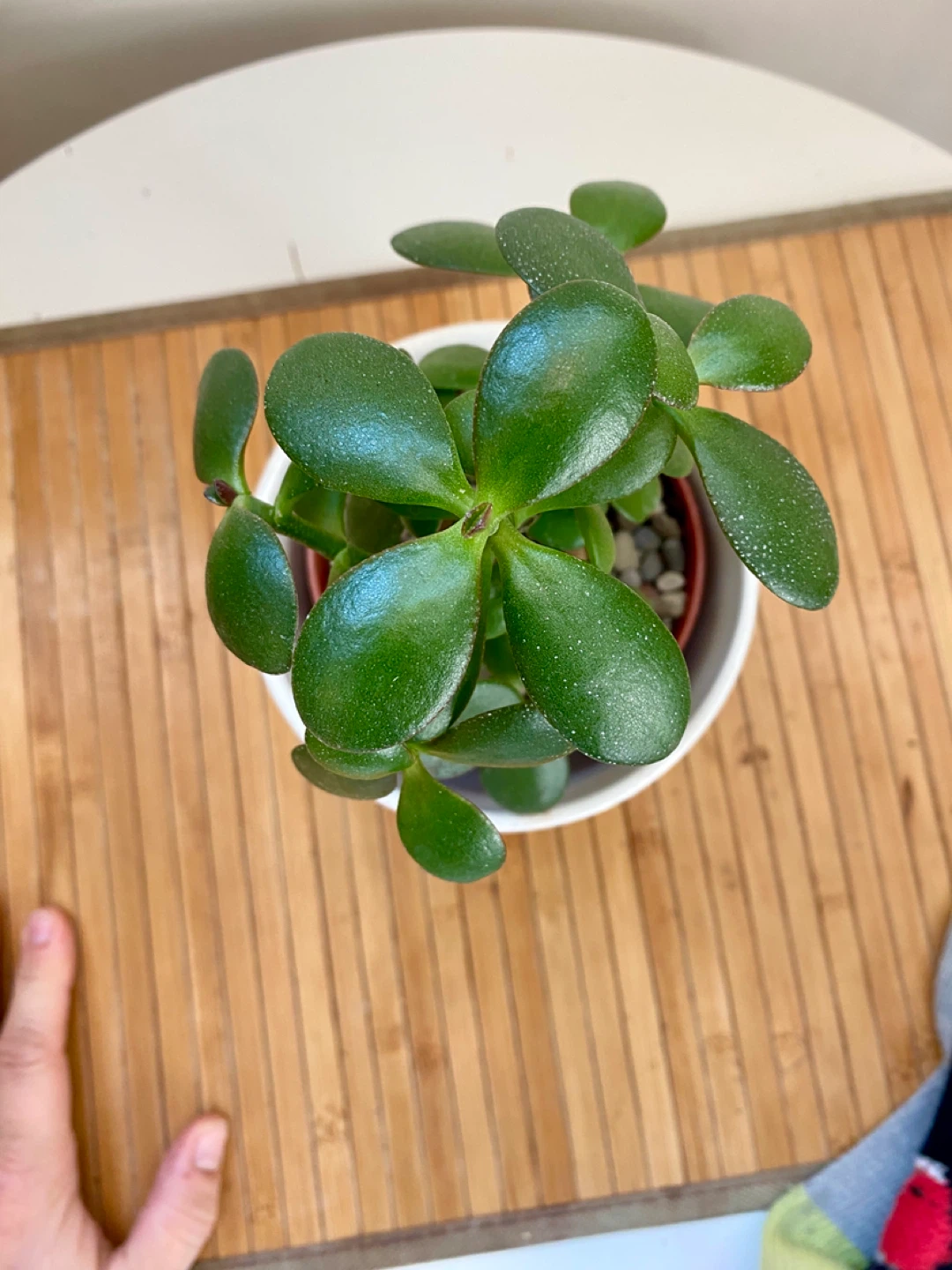 Jade Plant in decorative pot - photo 2