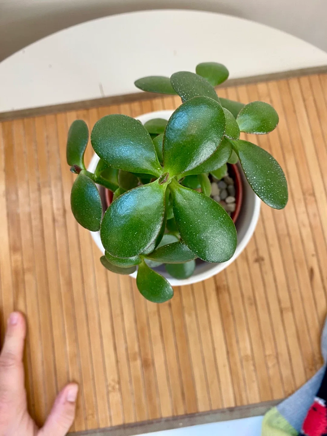 Jade Plant in decorative pot image indicator(2)