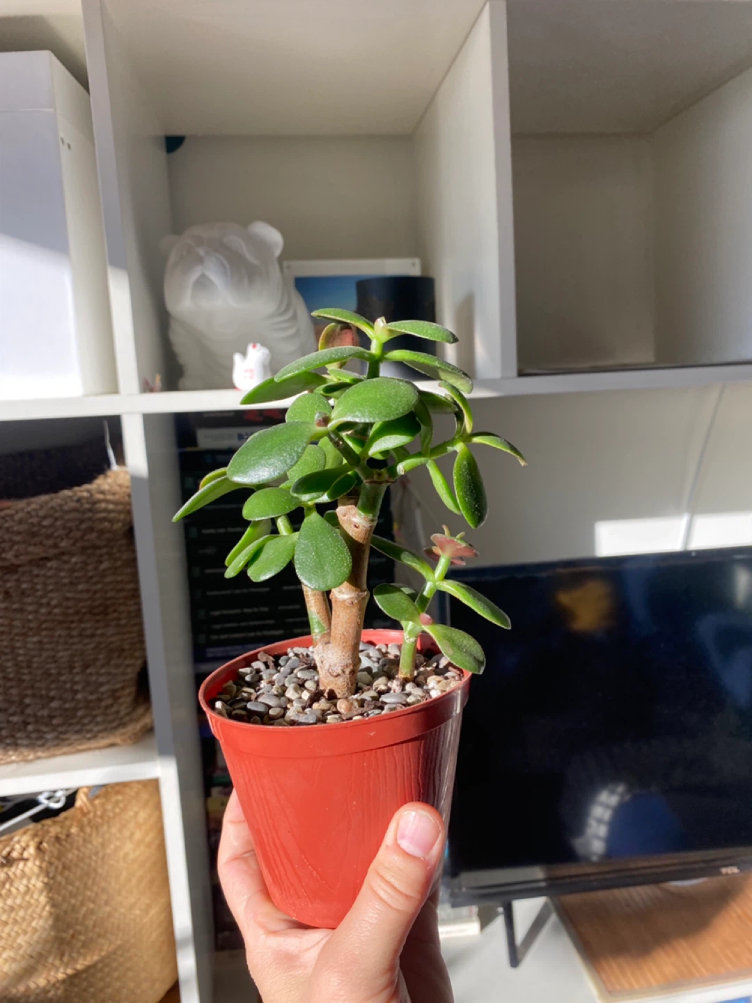 Jade Plant in decorative pot - photo 5