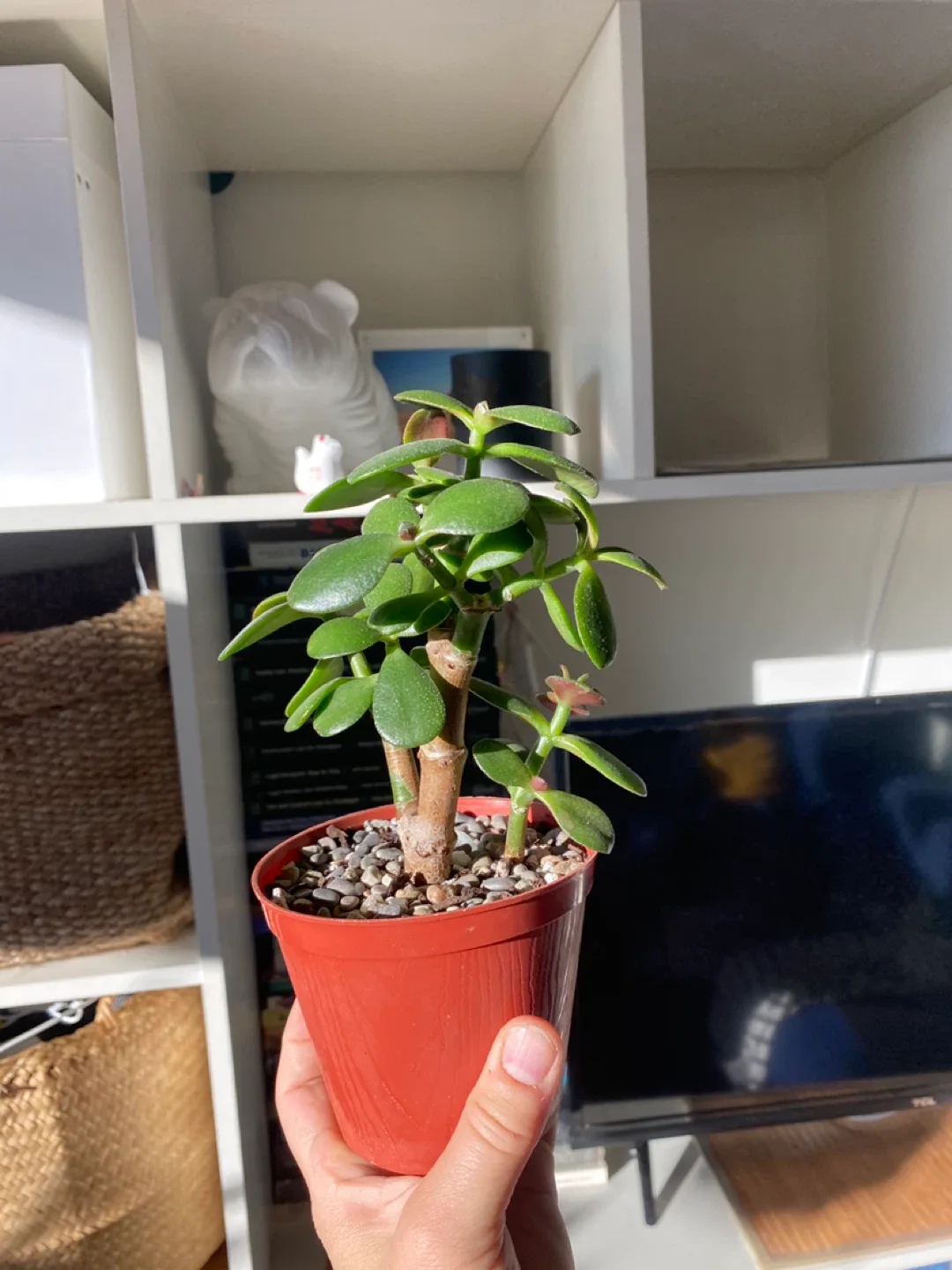 Jade Plant in decorative pot image indicator(5)