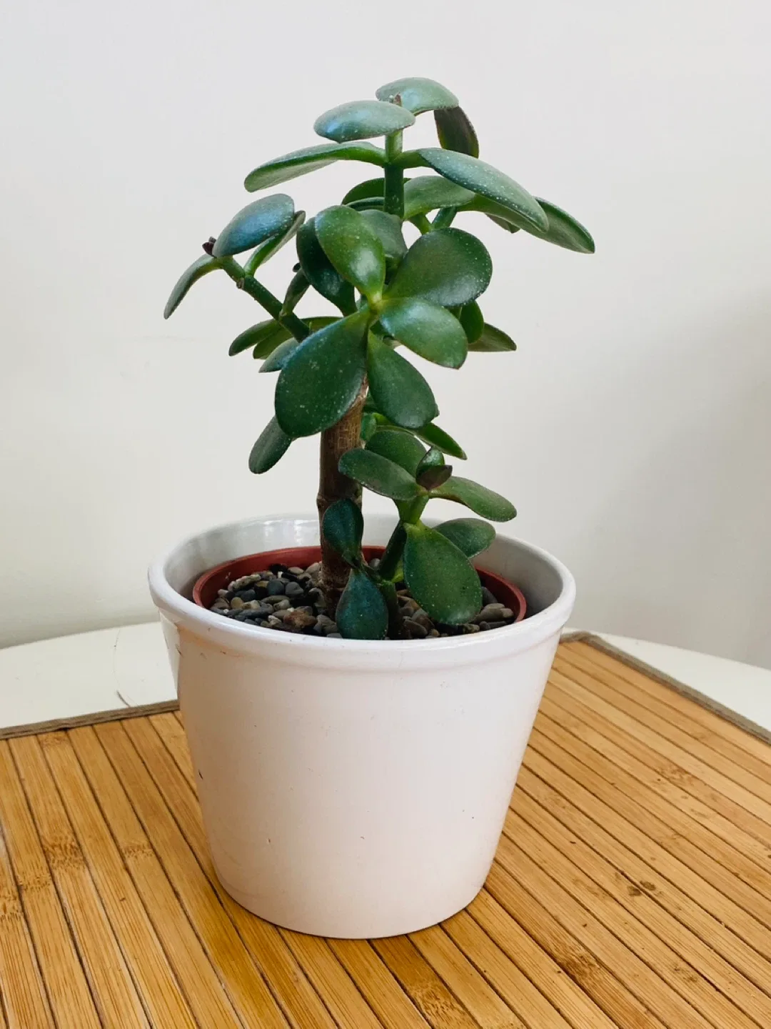 Jade Plant in decorative pot image indicator(6)