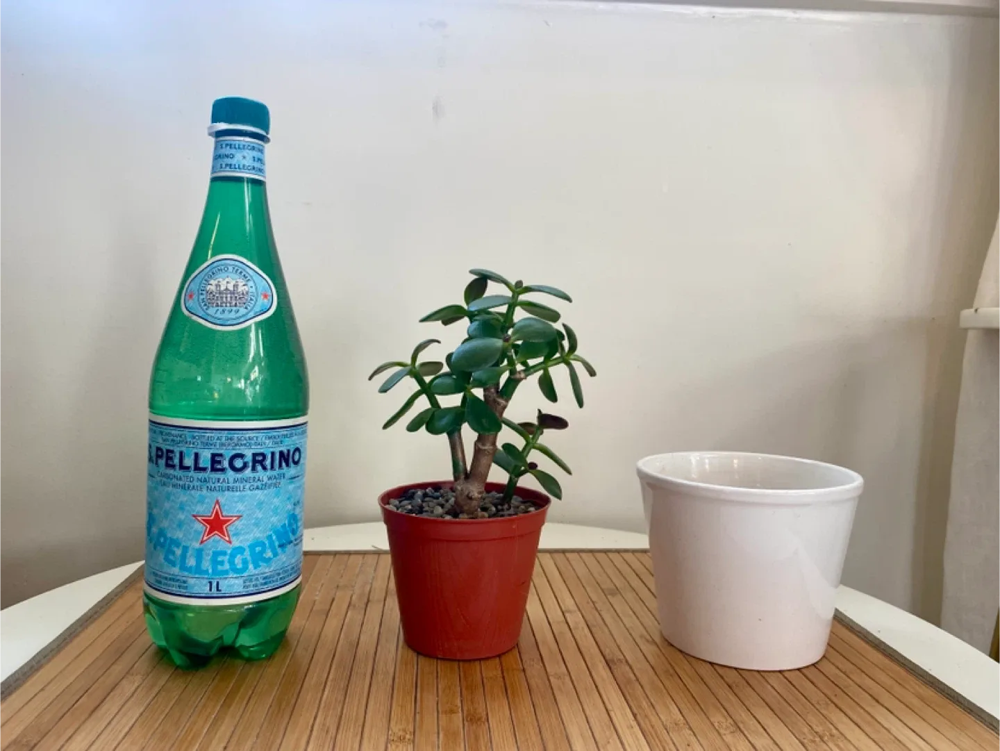 Jade Plant in decorative pot image indicator(3)