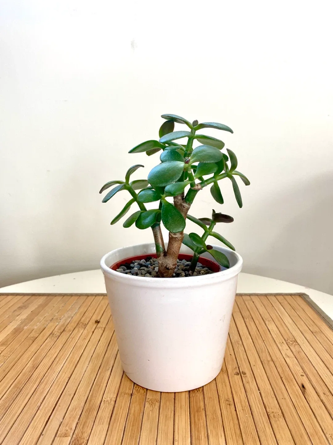 Jade Plant in decorative pot