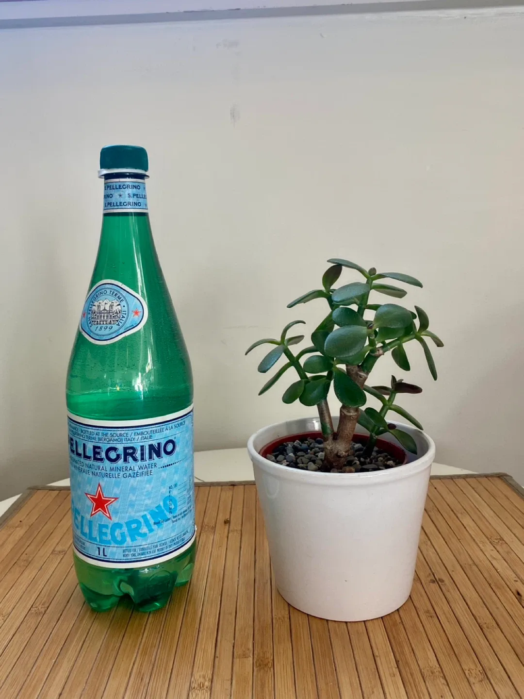 Jade Plant in decorative pot image indicator(4)