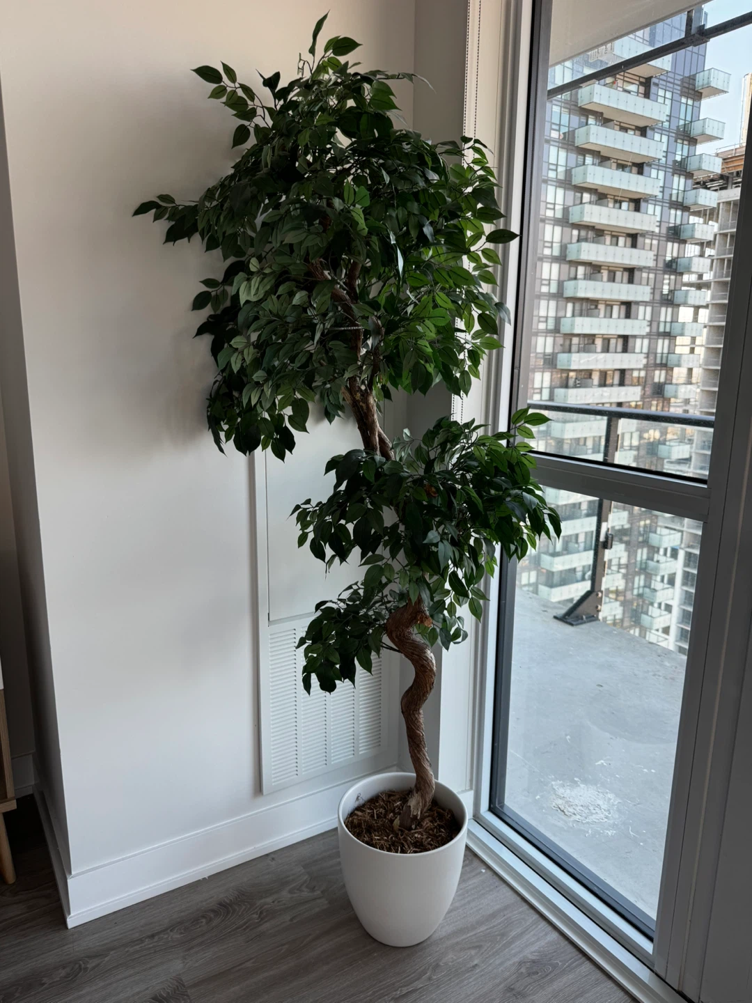 Faux Ficus Tree in White Pot