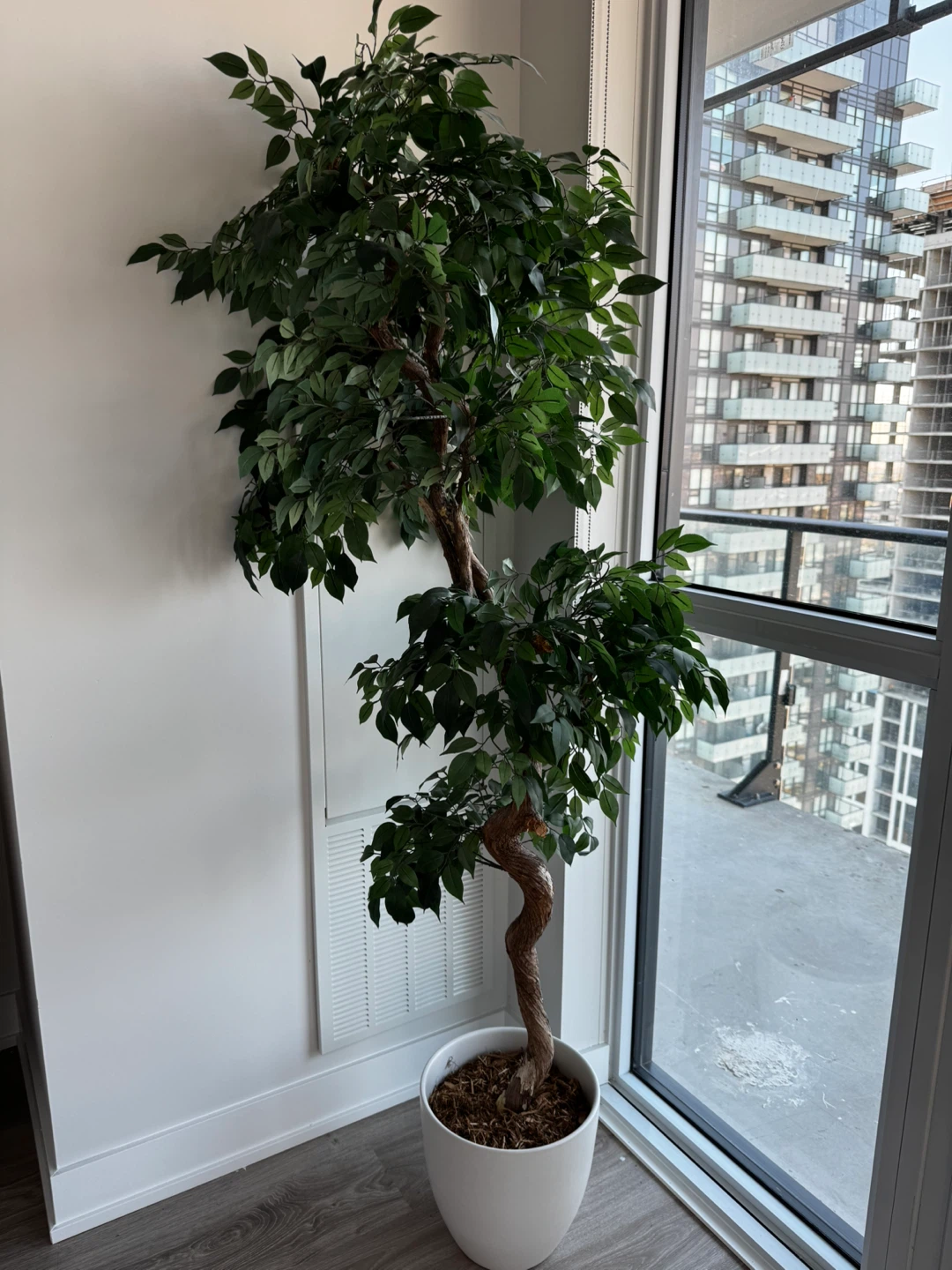 Faux Ficus Tree in White Pot - photo 3