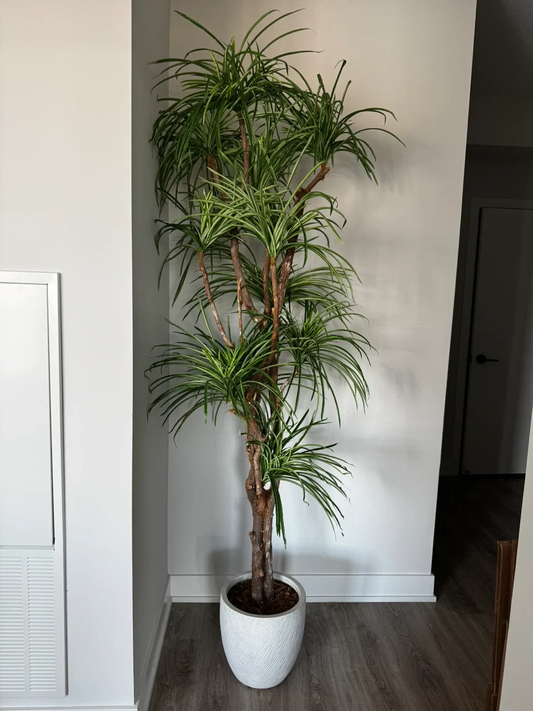 Faux Floor Tree in White Pot thumbnail