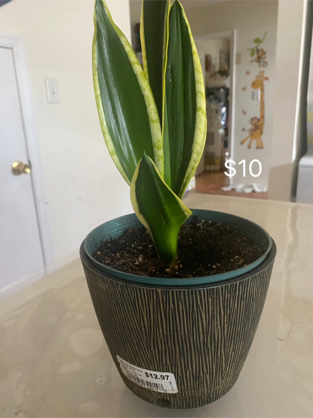 Sansevieria Plant with Pot