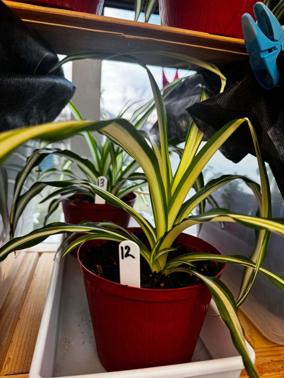 Spider Plant in Red Pot image indicator(5)