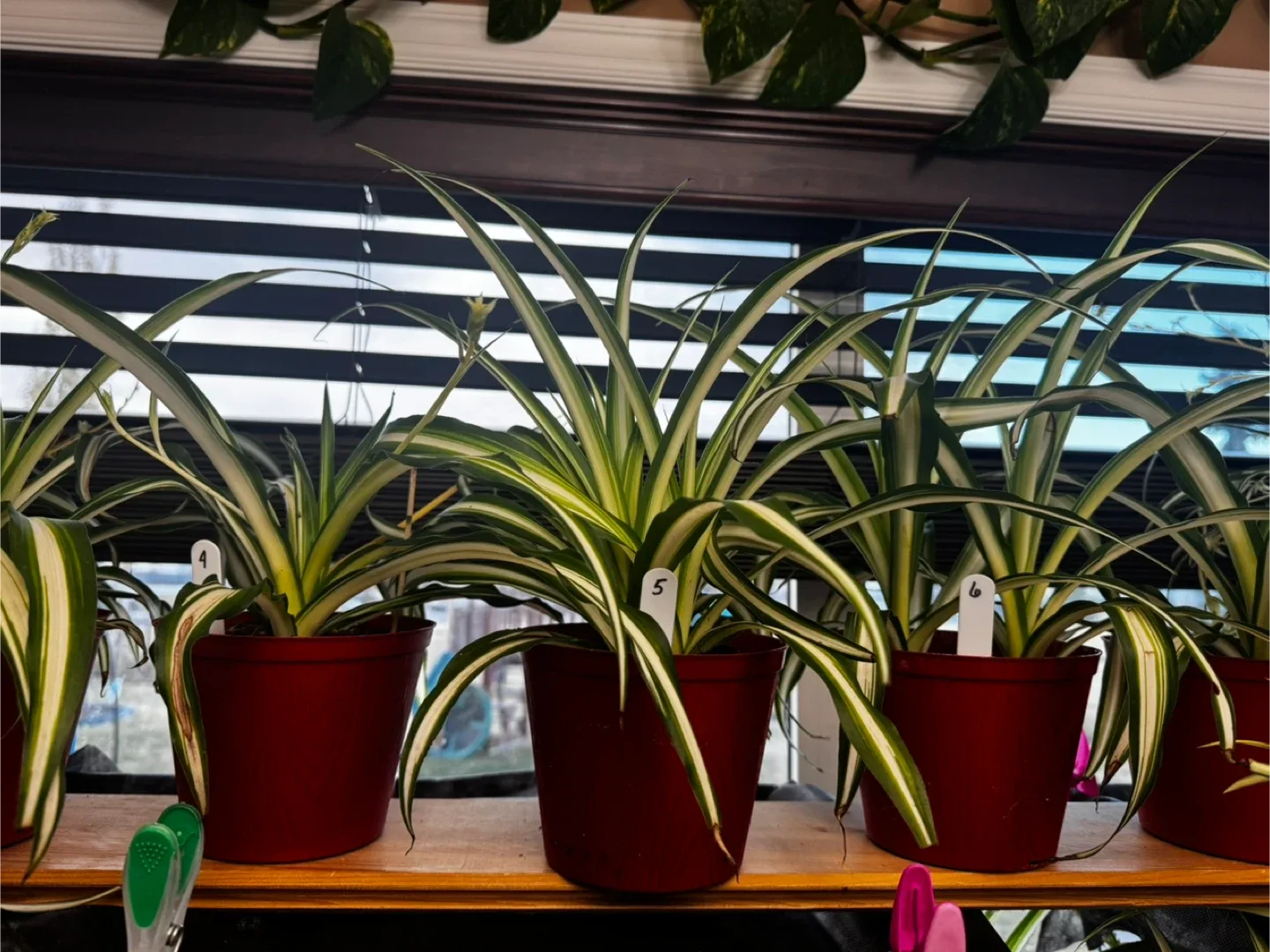 Spider Plant in Red Pot image indicator(2)