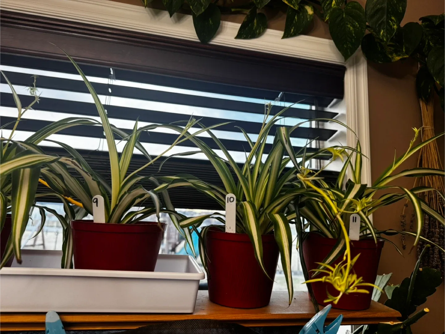 Spider Plant in Red Pot image indicator(4)