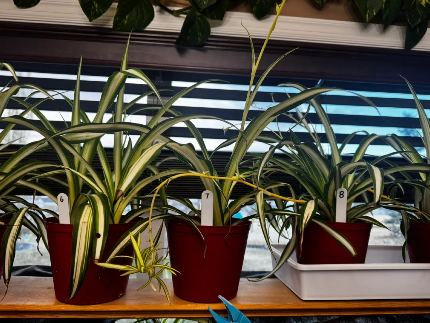 Spider Plant in Red Pot image indicator(3)
