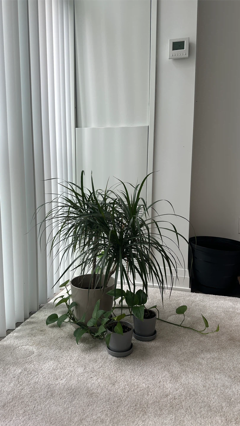Plants 🪴 big pot $25, small pot $5 - photo 2