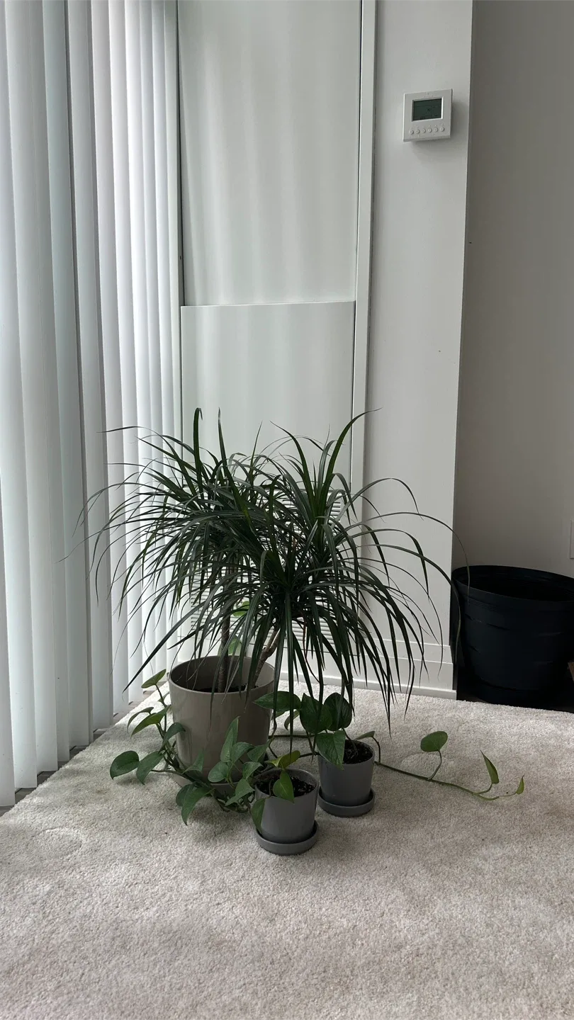 Plants 🪴 big pot $25, small pot $5 image indicator(2)