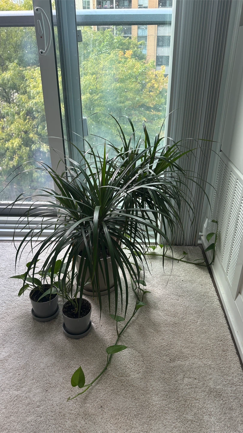 Plants 🪴 big pot $25, small pot $5 - photo 3