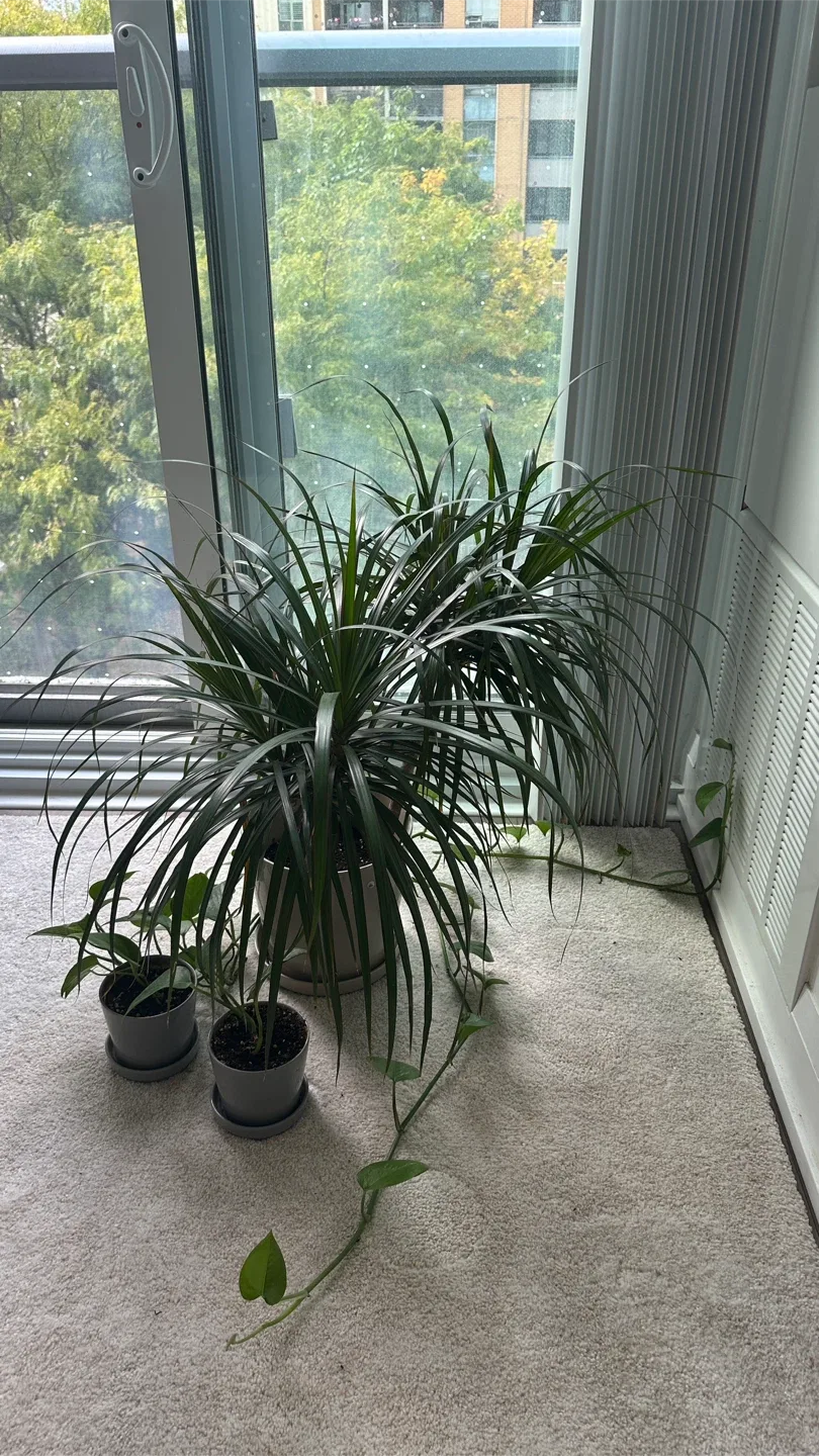 Plants 🪴 big pot $25, small pot $5 image indicator(3)