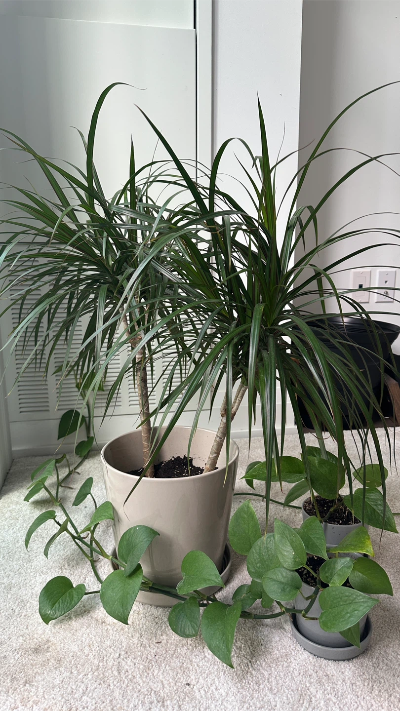 Plants 🪴 big pot $25, small pot $5