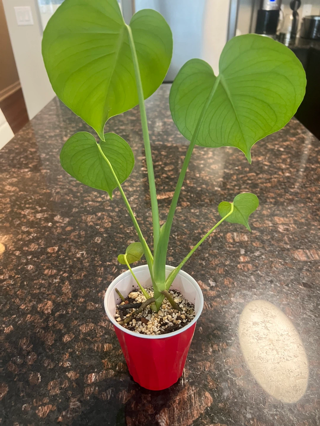Small Monstera Deliciosa - photo 2