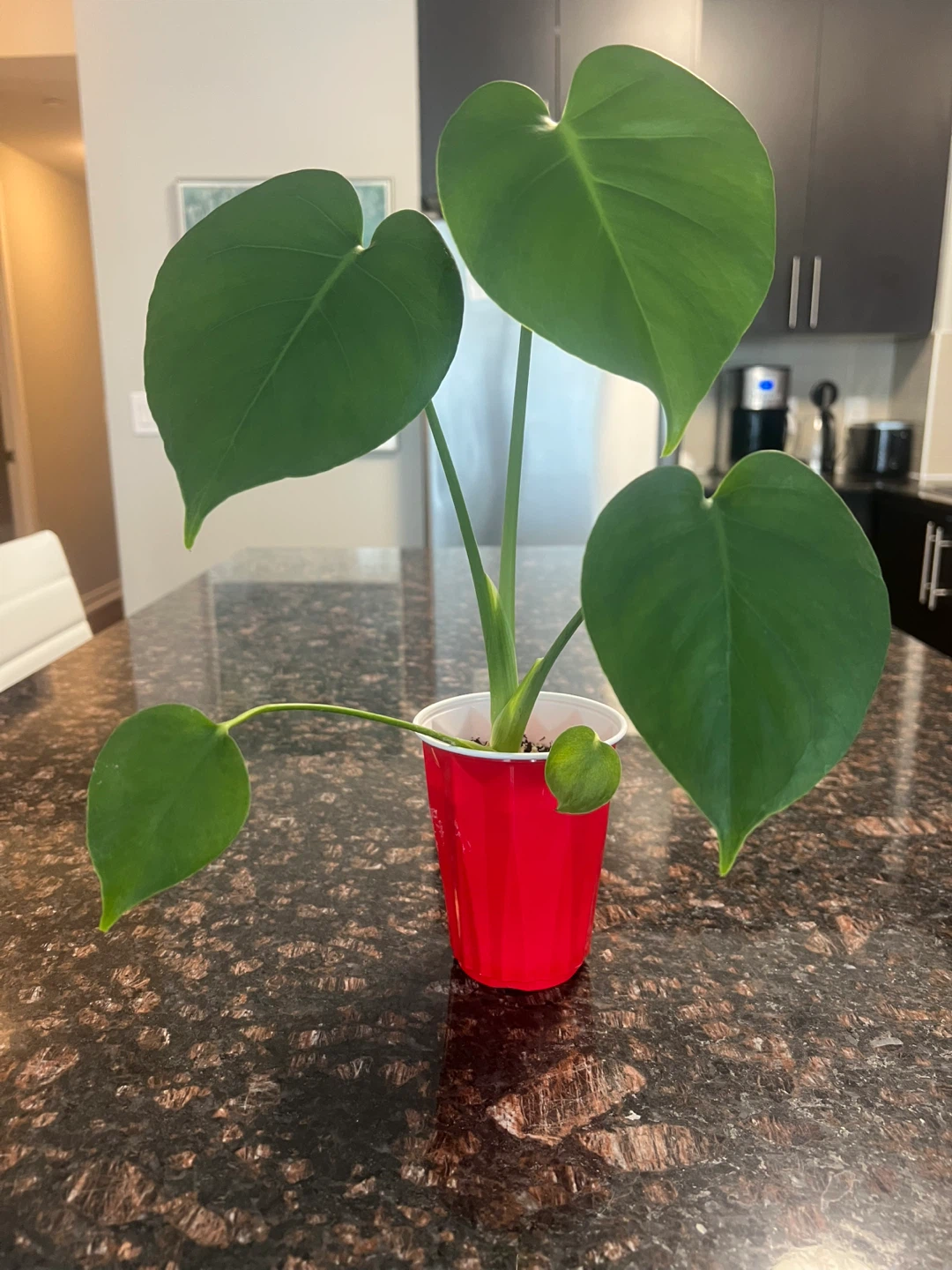 Small Monstera Deliciosa
