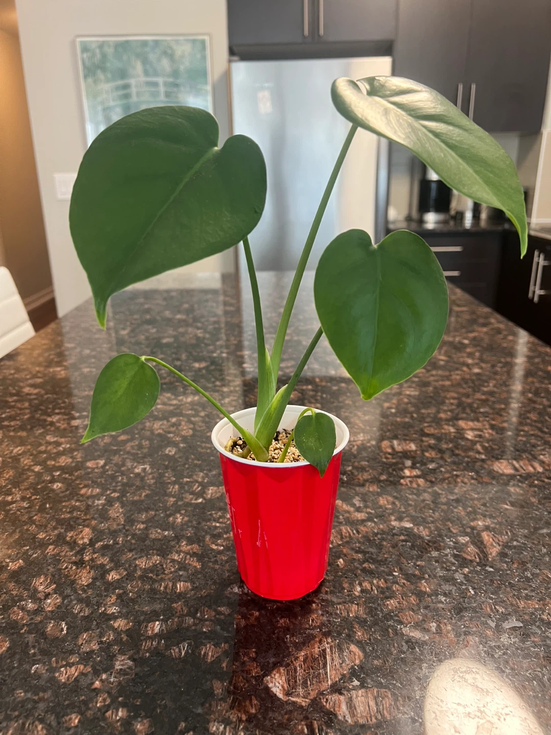 Small Monstera Deliciosa