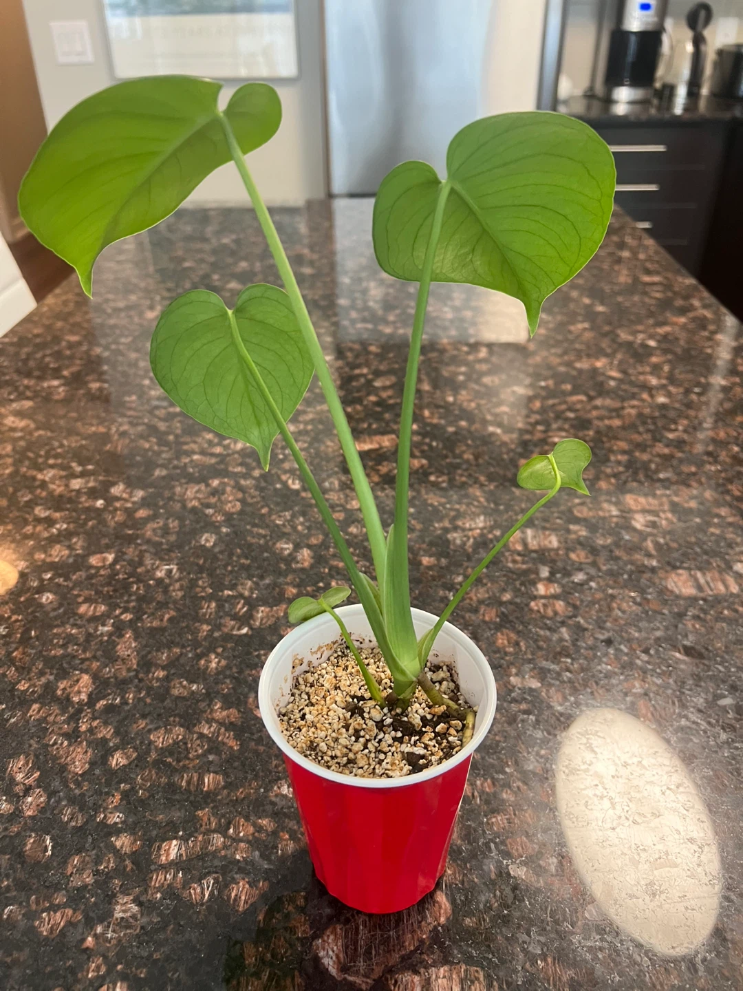 Small Monstera Deliciosa - photo 2