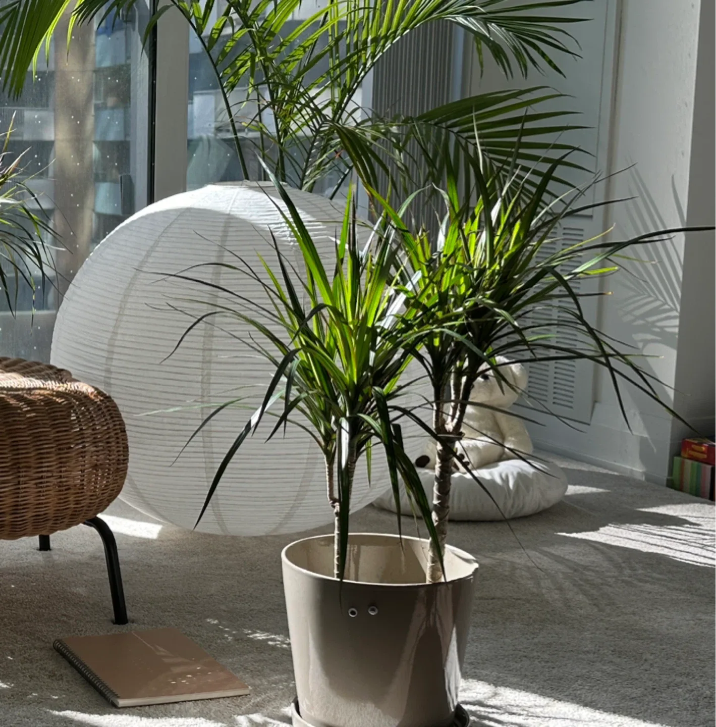 Plants 🪴 big pot $25, small pot $5 image indicator(4)