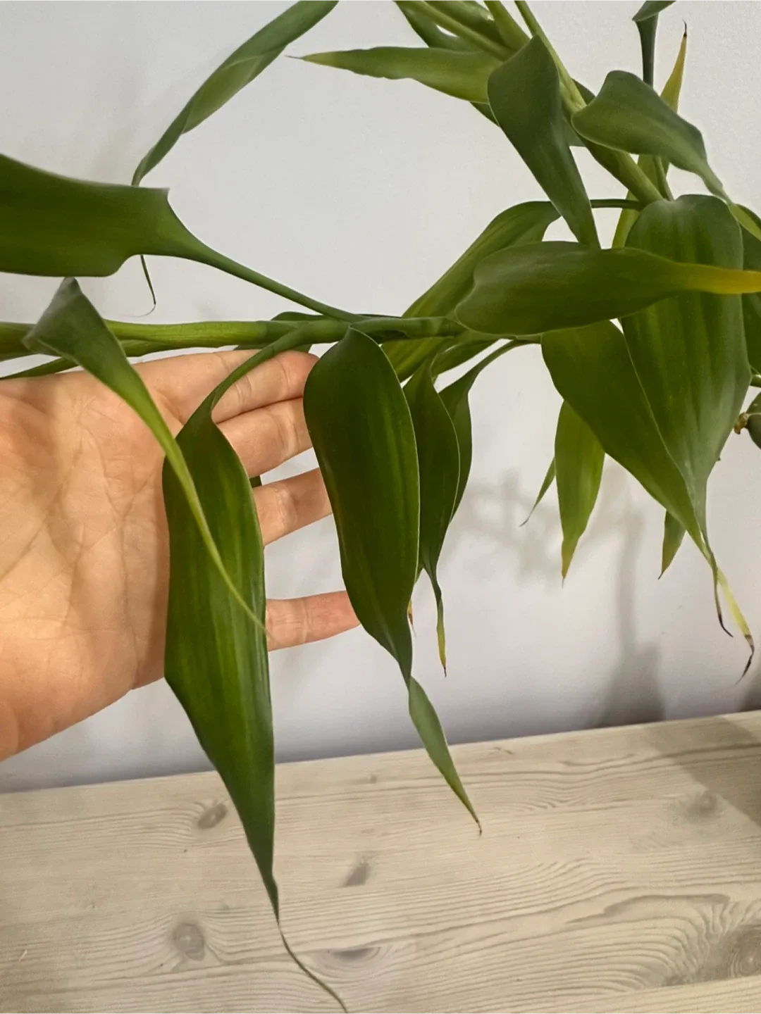 Lucky Bamboo Plant in Glass Jar image indicator(2)