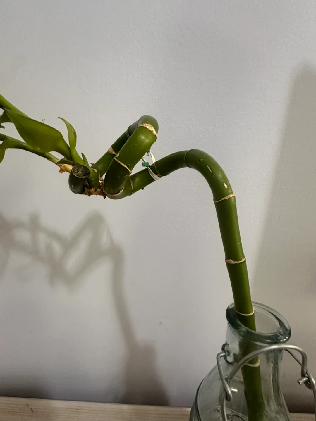 Lucky Bamboo Plant in Glass Jar image indicator(3)