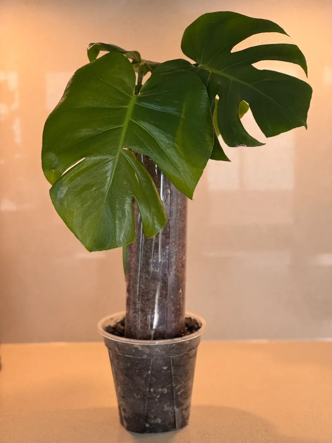 Monstera plant with moss pole in a clear planter image indicator(2)