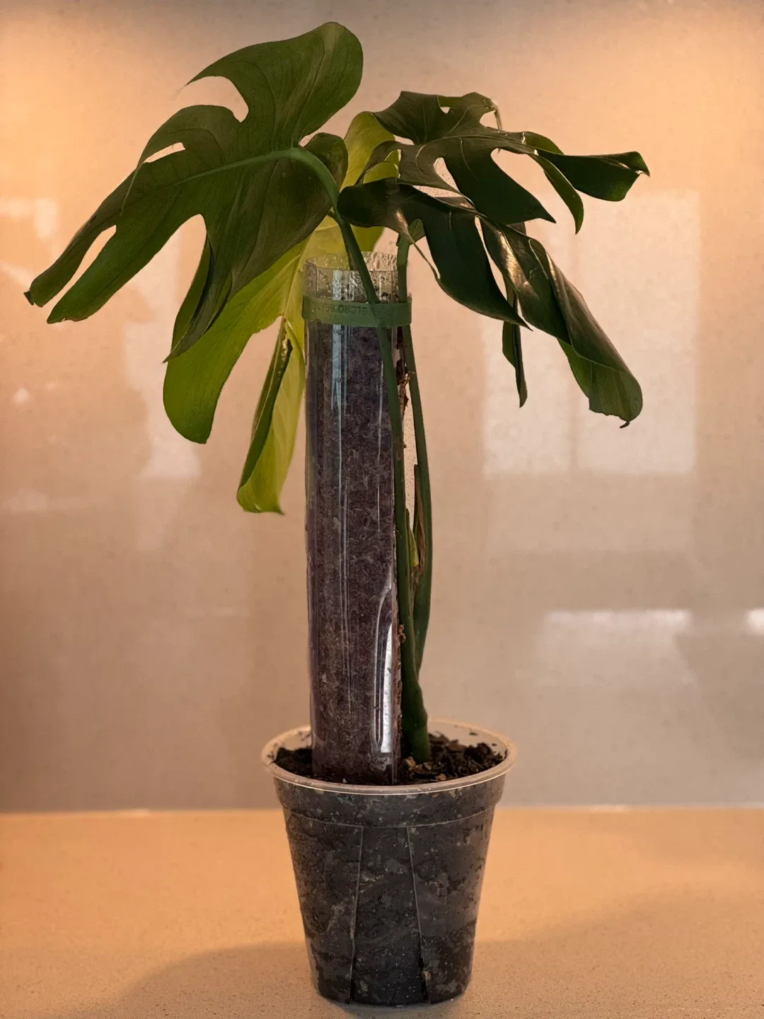 Monstera plant with moss pole in a clear planter image indicator(3)